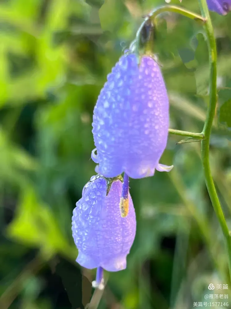 北方的长柱沙参